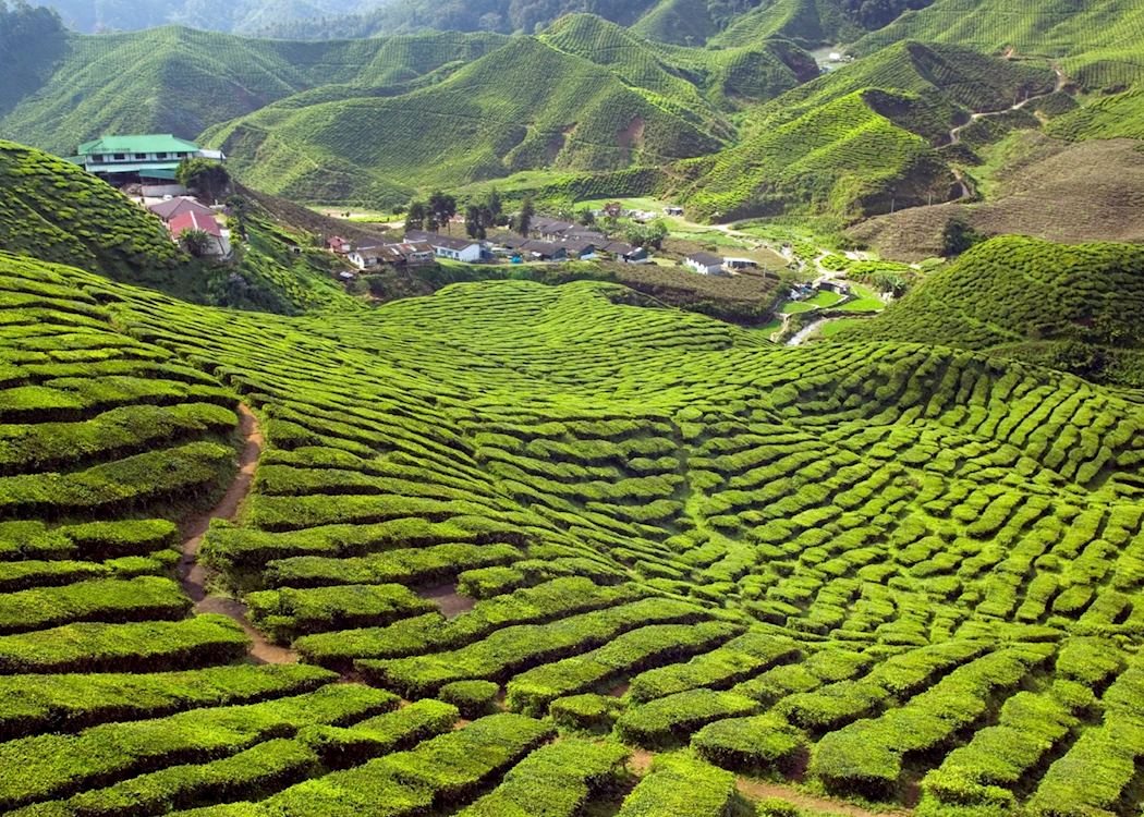 Green hills and tea plantations