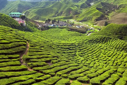Tea terraces in Cameron Highlands